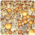 Псилоцибиновые (галлюциногенные) грибы Psilocybin "Golden Teacher" в Сосновоборске Псилоцибиновые (галлюциногенные) грибы Psilocybin "Golden Teacher" в Сосновоборске