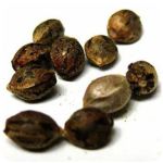 Семена марихуаны АК-47 (Seeds AK-47) в Сосновоборске Семена марихуаны АК-47 (Seeds AK-47) в Сосновоборске